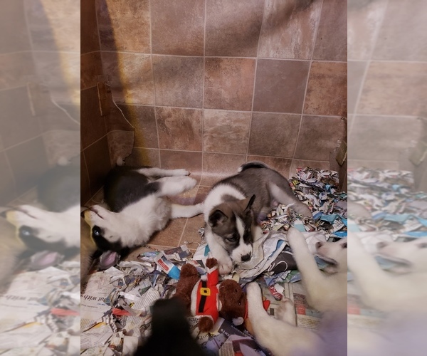 Medium Photo #6 Siberian Husky Puppy For Sale in BELOIT, WI, USA