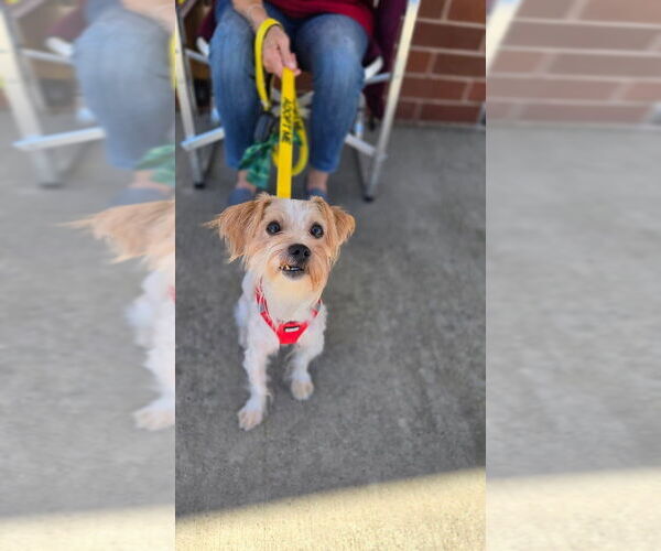 Medium Photo #4 Mutt Puppy For Sale in Caldwell, NJ, USA