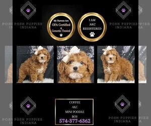 Poodle (Miniature) Puppy for sale in WARSAW, IN, USA
