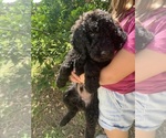 Small #8 Poodle (Standard)