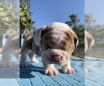 Small Photo #4 Bulldog Puppy For Sale in MONTCLAIR, CA, USA