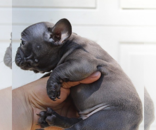 Medium Photo #3 French Bulldog Puppy For Sale in DOUGLASVILLE, GA, USA