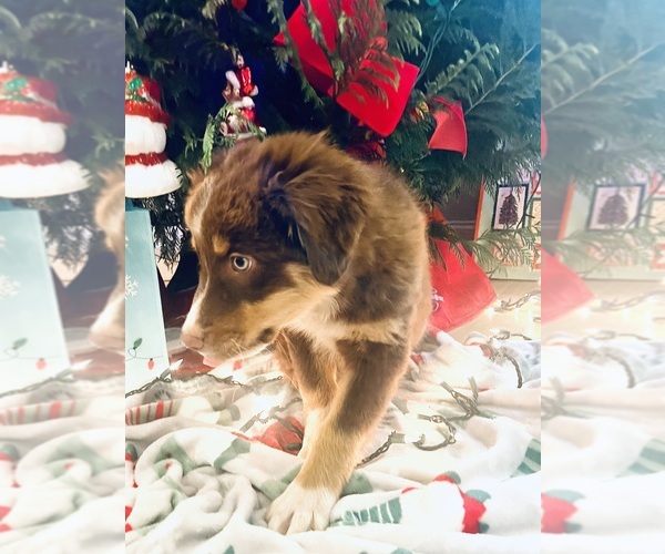 Medium Photo #4 Australian Shepherd Puppy For Sale in MOSELLE, MS, USA