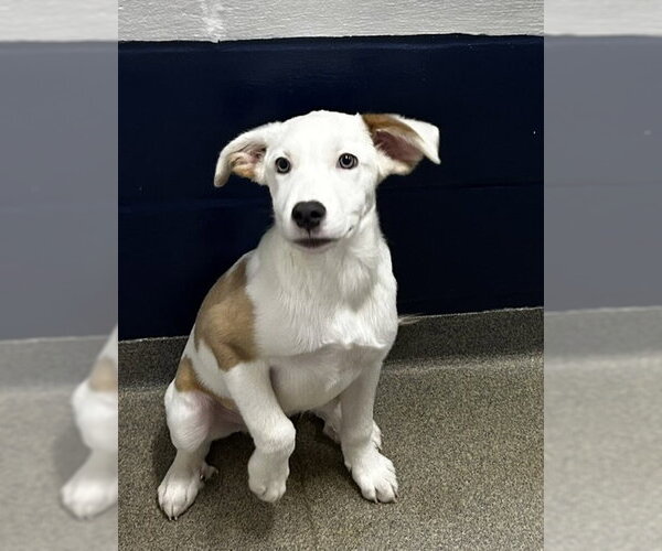 Medium Photo #1 Great Pyrenees-Unknown Mix Puppy For Sale in Sterling, MA, USA