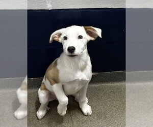 Great Pyrenees-Unknown Mix Dogs for adoption in Sterling, MA, USA