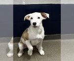 Small Great Pyrenees Mix