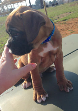 Medium Photo #1 Boxer Puppy For Sale in CHAMBERSBURG, PA, USA