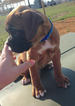 Small Photo #1 Boxer Puppy For Sale in CHAMBERSBURG, PA, USA