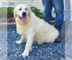 Father of the English Cream Golden Retriever puppies born on 12/04/2022
