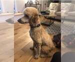 Small Photo #1 Poodle (Standard) Puppy For Sale in ELKTON, KY, USA