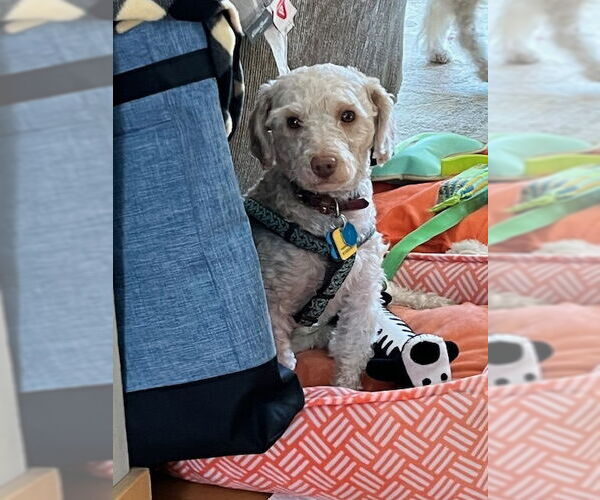 Medium Photo #1 Maltipoo (Miniature) Puppy For Sale in Minneapolis, MN, USA