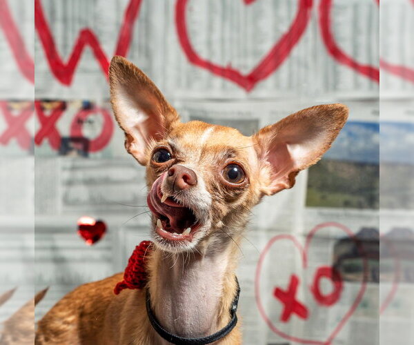 Medium Photo #18 Chihuahua Puppy For Sale in Mundelein, IL, USA