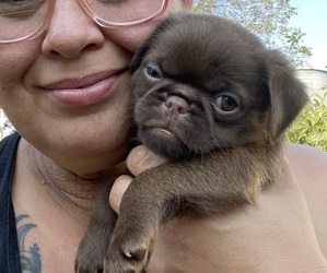 Brussels Griffon Puppy for sale in BOYD, MN, USA