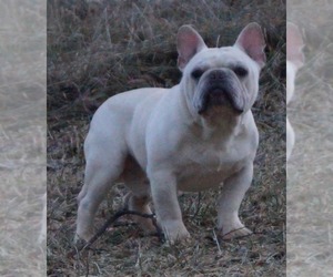 Father of the French Bulldog puppies born on 01/31/2020
