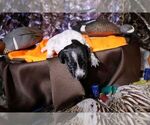 Puppy Puppy 9 German Shorthaired Pointer
