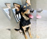 Small German Shepherd Dog