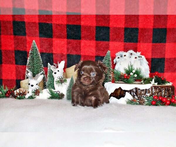 Medium Photo #55 Chihuahua Puppy For Sale in CHARLESTON, AR, USA