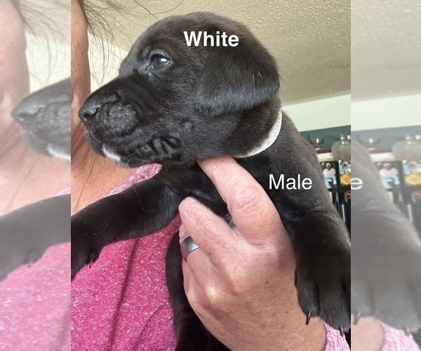 Medium Photo #7 Golden Retriever-Unknown Mix Puppy For Sale in MARION, IN, USA