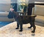 Small Photo #25 Cane Corso Puppy For Sale in DOWNEY, CA, USA