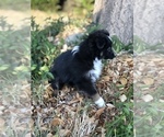 Small Photo #6 Miniature Australian Shepherd Puppy For Sale in VACAVILLE, CA, USA