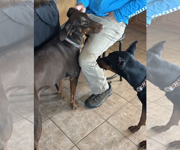 Medium Photo #5 Doberman Pinscher Puppy For Sale in Buffalo, MN, USA