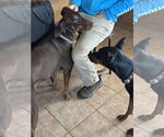 Small #4 Doberman Pinscher