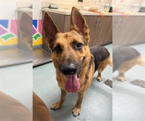 German Shepherd Dog Dogs for adoption in Baytown, TX, USA