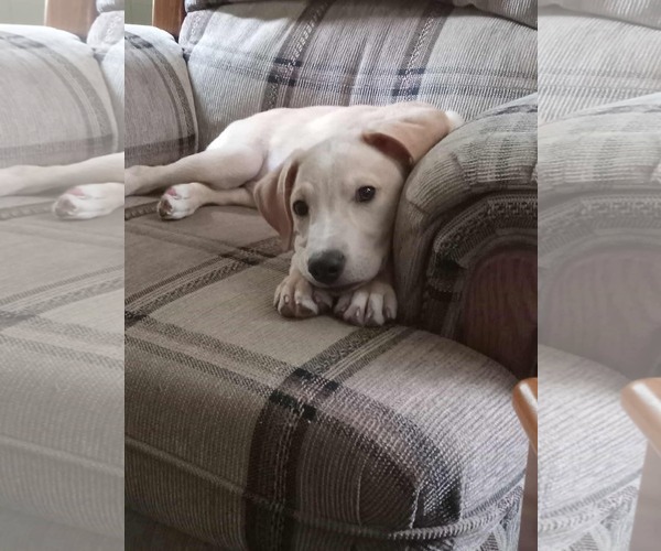 Medium Photo #8 Labrador Retriever-Unknown Mix Puppy For Sale in pomfret, CT, USA