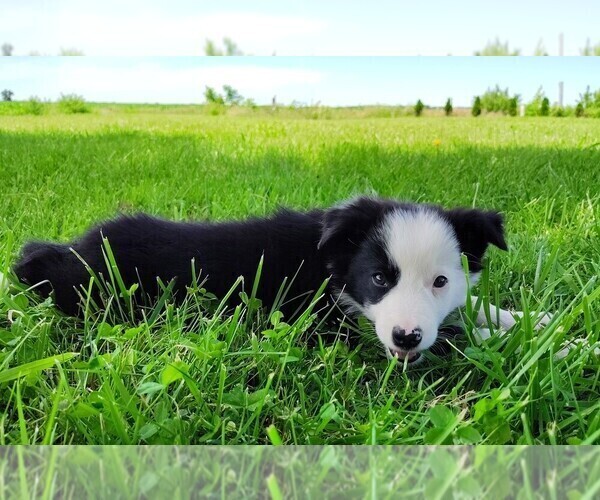 Medium Photo #9 Border Collie Puppy For Sale in NORBORNE, MO, USA