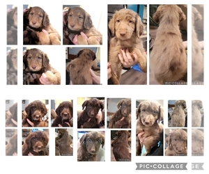 Australian Shepherd-Goldendoodle Mix Puppy for sale in MORGANTON, NC, USA
