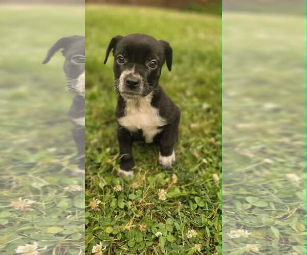 Medium Photo #2 Labrador Retriever-Unknown Mix Puppy For Sale in SHERBURNE, NY, USA