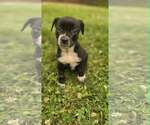 Small #1 Labrador Retriever Mix