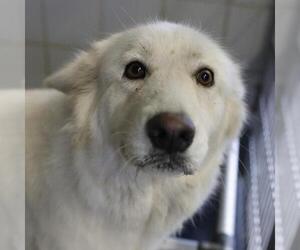 Siberian Husky-Unknown Mix Dogs for adoption in San Antonio, TX, USA