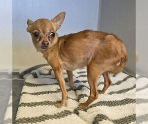 Chihuahua Dogs for adoption in Long Beach, CA, USA
