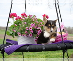 Small Photo #6 Pembroke Welsh Corgi Puppy For Sale in SPRINGFIELD, MO, USA