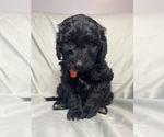 Puppy 7 Goldendoodle