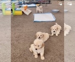 Small Photo #3 Golden Retriever Puppy For Sale in TEMECULA, CA, USA