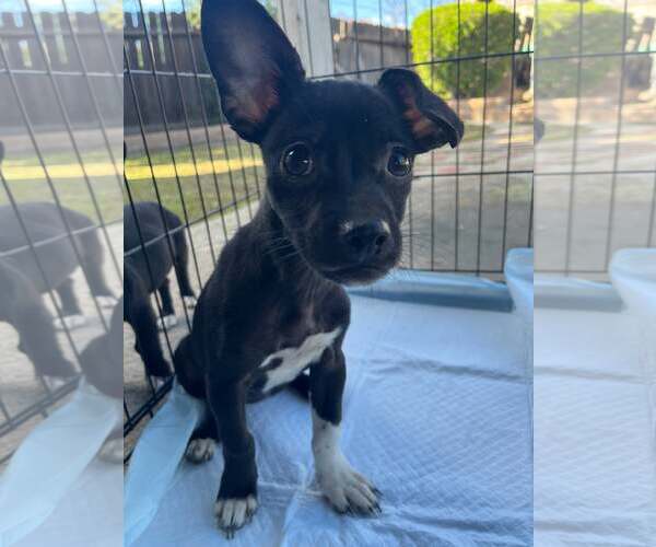 Medium Photo #3 Chihuahua Puppy For Sale in Arlington, WA, USA