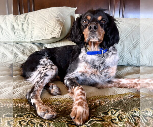 Medium Photo #2 - Mix Puppy For Sale in Curwensville, PA, USA