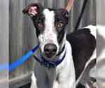 Small Greyhound