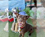 Small #1 Labrador Retriever Mix