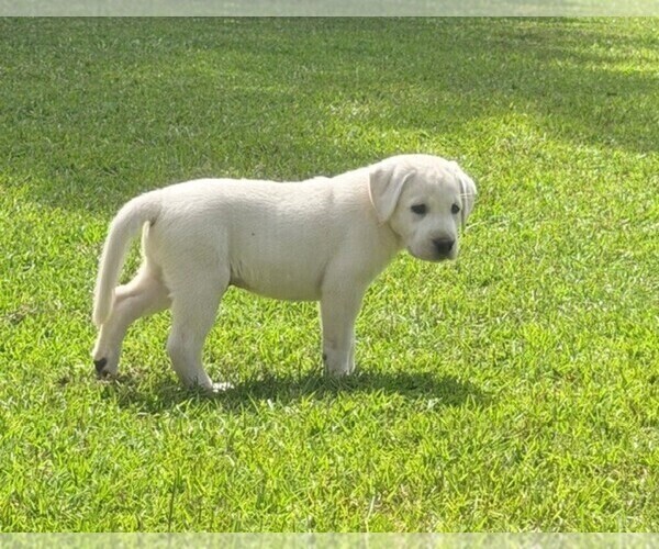 Medium Photo #6 Labrador Retriever Puppy For Sale in HAMPSTEAD, NC, USA