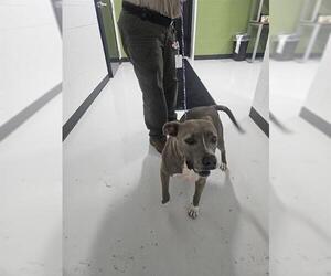 American Pit Bull Terrier Dogs for adoption in Temple, TX, USA