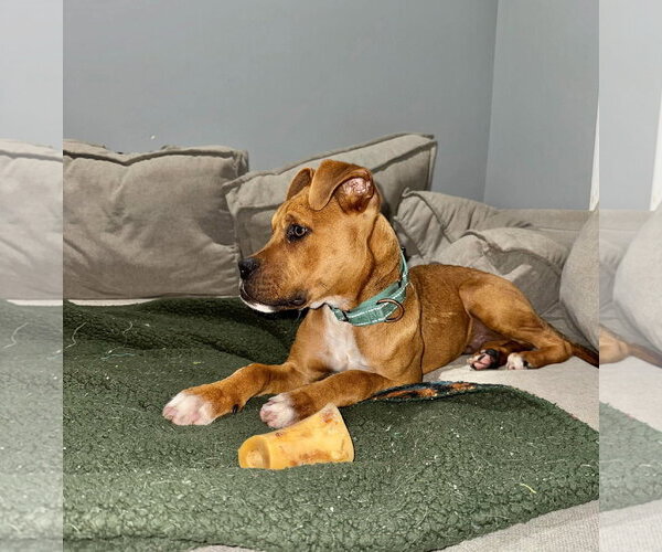 Medium Photo #6 Boxer-Unknown Mix Puppy For Sale in Hillsboro, NH, USA