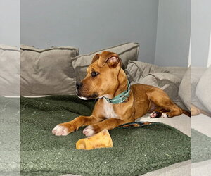 Riggs - Male Boxer-Unknown Mix Dog for Adoption - Photo #6