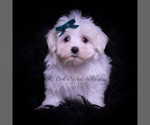 Small Photo #32 Maltese Puppy For Sale in WARSAW, IN, USA