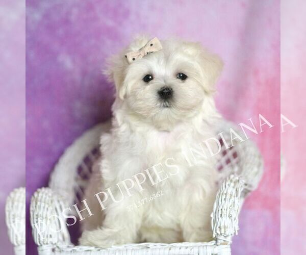 Medium Photo #6 Maltese Puppy For Sale in WARSAW, IN, USA