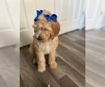 Small Photo #23 Goldendoodle Puppy For Sale in PITTSBURG, CA, USA