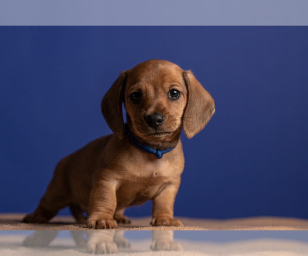 Medium Photo #35 Dachshund Puppy For Sale in CROWLEY, TX, USA