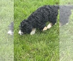 Small #10 Miniature Bernedoodle